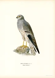 Grauwe Kiekendief (kleur litho)