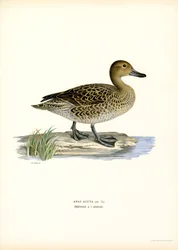 Pijlstaart