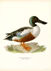 Slobeend