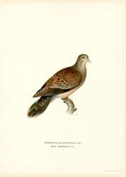 Indische Tortelduif