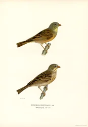 Ortolaan