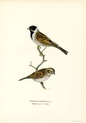 Rietgors