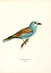 Scharrelaar