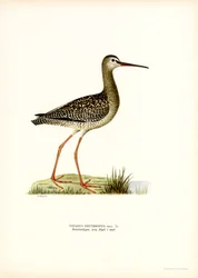 Zwarte Ruiter