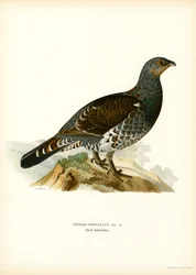 Westelijke korhoen