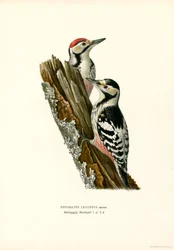 Witrugspecht