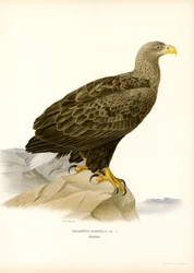 Zeearend