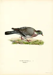 Houtduif