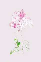 Abstract Roze Bloesem