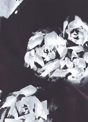 Abstracte witte bloemen