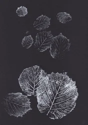 Botanische bladprints