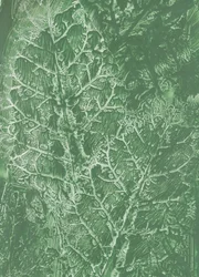 Diepgroene bladtextuur
