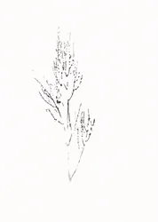 Verfijnde botanische tekening
