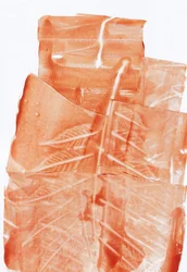 Aardse bladafdrukken