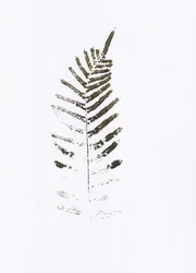 Minimalistische varenbladprint