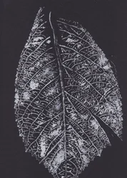 Monochroom bladpatroon