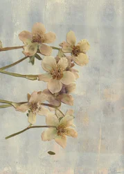 Zachtblauwe, geperste bloemen