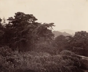 Studie van bladeren,c. 1863 (foto)