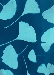Ginkgo biloba 146, 2023 (cyanotypie, gemengde techniek)