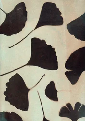 Ginkgo biloba, 2023 (cyanotypie, gemengde techniek)