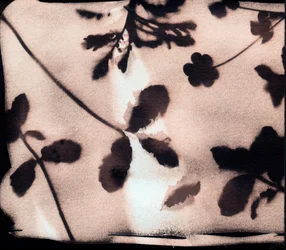 Natuur., 2023 (cyanotypie, gemengde techniek)