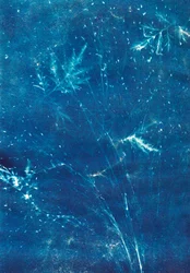 Zonder titel, 2023 (cyanotypie)