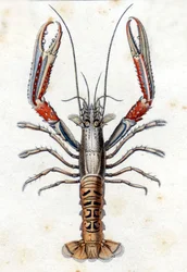Natuurhistorische plaat: De Langoustine naar Marc Elieser Bloch Ichtyologie Parijs - Berlijn - Londen 1787
