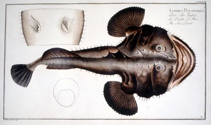 Natuurhistorische plaat: De Lotte naar Marc Elieser Bloch Ichtyologie Parijs - Berlijn - Londen 1787