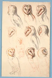 Tien studies van een uil