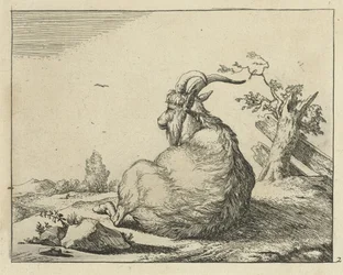 Bok zittend bij omgevallen boom