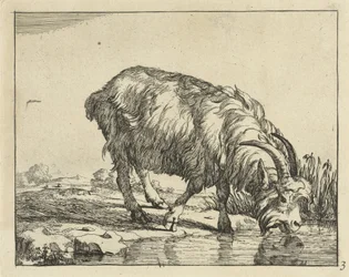 Drinkende bok