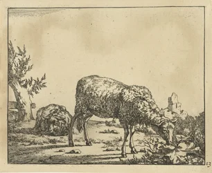 Grazend schaap en liggend schaap bij hek