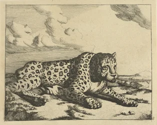 Luipaard liggend naar rechts, de poten naar de aanschouwer