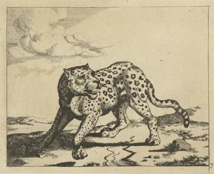 Luipaard, staand naar links, de kop naar rechts