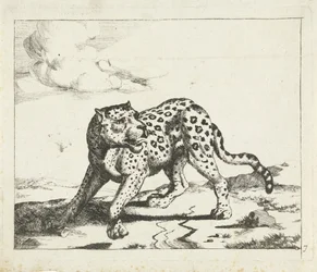 Luipaard, staand naar links, de kop naar rechts