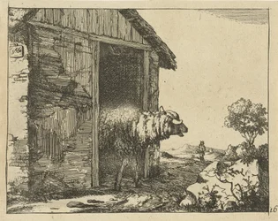 Schaap bij schaapskooi