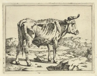 Stier staand bij rots