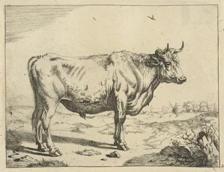 Stier, staand naar rechts, met vogels