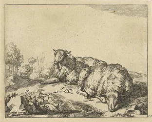 Twee schapen liggend bij bramentak