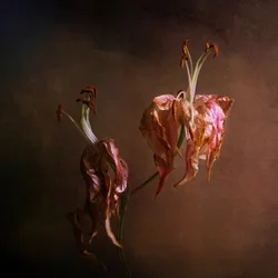 Elegante, verwelkende lelies
