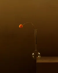Minimalistische oranje bloem