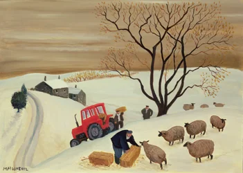 Hooi naar de schapen brengen met de tractor
