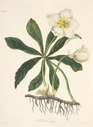 Zwarte nieskruid of kerstroos, uit Bloemenillustraties van de seizoenen, gepubliceerd in 1829