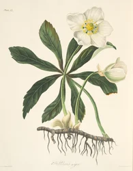 Zwarte nieskruid of kerstroos, uit Bloemenillustraties van de seizoenen, gepubliceerd in 1829