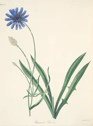 Blauwe Catananche, uit Bloemillustraties van de Seizoenen, uitgegeven 1829