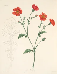 Chileense Avens, uit Bloemillustraties van de Seizoenen, uitgegeven 1829