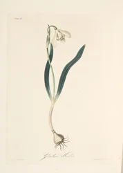 Gewone Sneeuwklokje, uit Bloemillustraties van de Seizoenen, uitgegeven 1829
