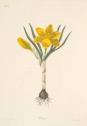 Gewone Gele Krokus, uit Bloemillustraties van de Seizoenen, uitgegeven 1829