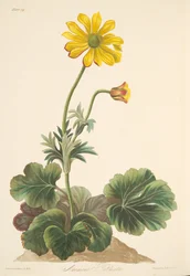 Cyclamenbladige Anemoon, uit Bloemillustraties van de Seizoenen, uitgegeven 1829