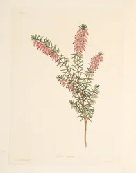 Vleeskleurige, vroegbloeiende Heide, uit Bloemillustraties van de Seizoenen, uitgegeven 1829